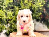 Üst Kalite Kıvırcık Maltipoo Yavrular