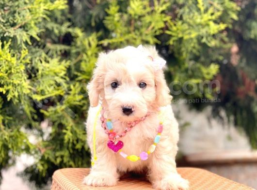 Üst Kalite Kıvırcık Maltipoo Yavrular görsel