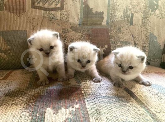 Blue Point British Shorthair Erkek Yavrular görsel
