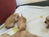 Bebek Yüz Golden Yavrular