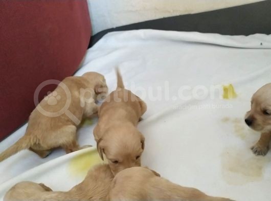 Bebek Yüz Golden Yavrular görsel