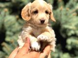 Latte Renk Maltıpoo