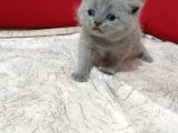 Brithis Shorthair Erkek