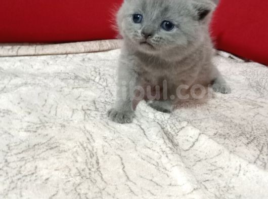 Brithis Shorthair Erkek