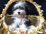 Havanese Terrier Erkek Yavrumuz