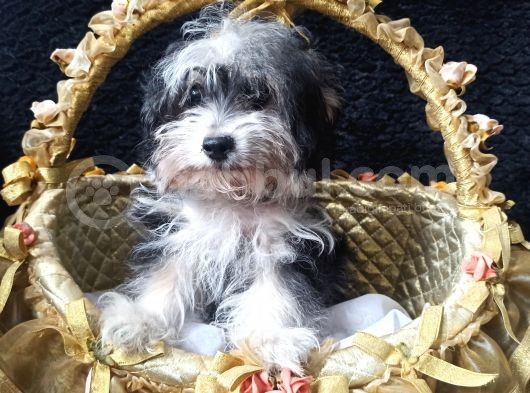 Havanese Terrier Erkek Yavrumuz
