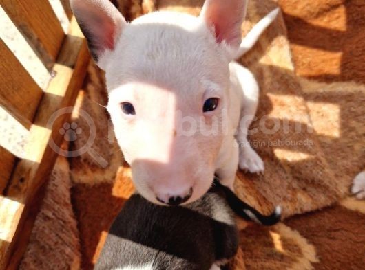 Mini Boğa Korkunç görsel