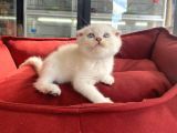 Kalici Mavi̇ Göz Scottish Fold Yavrumuz