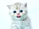 British Shorthair Yavrumuz