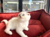 Kalici Mavi̇ Göz Scottish Fold Yavrumuz