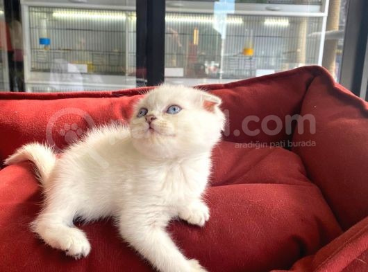 Kalici Mavi̇ Göz Scottish Fold Yavrumuz görsel