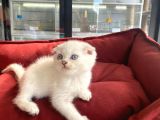 Kalici Mavi̇ Göz Scottish Fold Yavrumuz