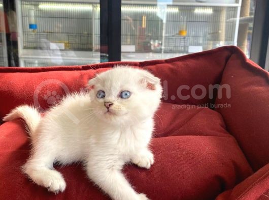 Kalici Mavi̇ Göz Scottish Fold Yavrumuz görsel