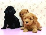 Mükemmel Kali̇tede Toy Poodle Yavru