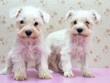 Mükemmel Kali̇tede Mi̇nyatür Schnauzer Yavrular