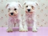 Mükemmel Kali̇tede Mi̇nyatür Schnauzer Yavrular