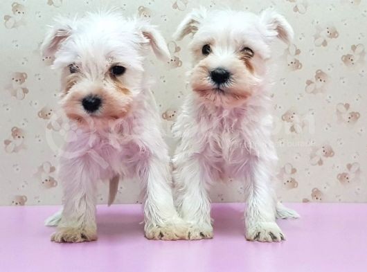 Mükemmel Kali̇tede Mi̇nyatür Schnauzer Yavrular görsel