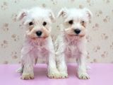 Mükemmel Kali̇tede Mi̇nyatür Schnauzer Yavrular