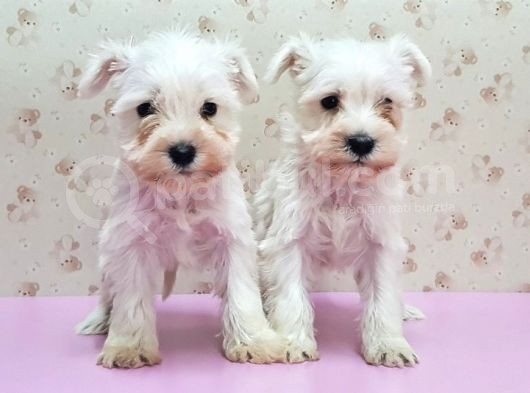 Mükemmel Kali̇tede Mi̇nyatür Schnauzer Yavrular görsel