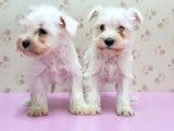 Mükemmel Kali̇tede Mi̇nyatür Schnauzer Yavrular