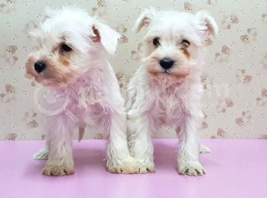 Mükemmel Kali̇tede Mi̇nyatür Schnauzer Yavrular görsel