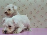 Mükemmel Kali̇tede Mi̇nyatür Schnauzer Yavrular
