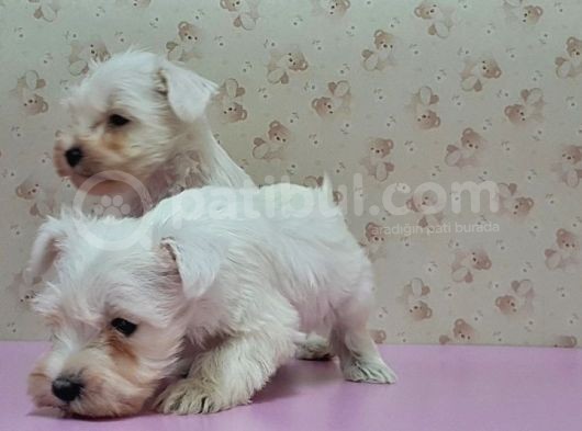 Mükemmel Kali̇tede Mi̇nyatür Schnauzer Yavrular görsel
