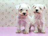 Mükemmel Kali̇tede Mi̇nyatür Schnauzer Yavrular