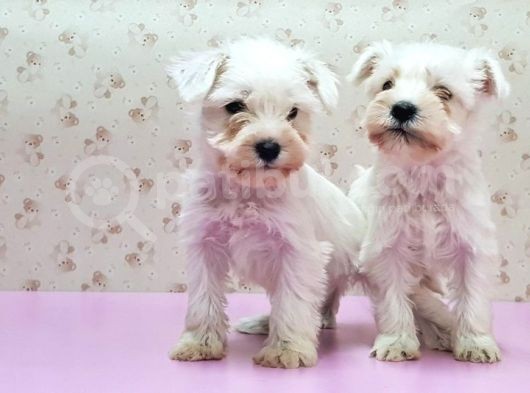 Mükemmel Kali̇tede Mi̇nyatür Schnauzer Yavrular görsel