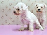 Mükemmel Kali̇tede Mi̇nyatür Schnauzer Yavrular