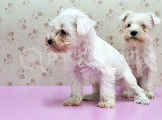 Mükemmel Kali̇tede Mi̇nyatür Schnauzer Yavrular görsel