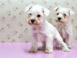 Mükemmel Kali̇tede Mi̇nyatür Schnauzer Yavrular