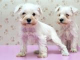 Mükemmel Kali̇tede Mi̇nyatür Schnauzer Yavrular