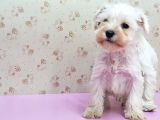 Mükemmel Kali̇tede Mi̇nyatür Schnauzer Yavrular