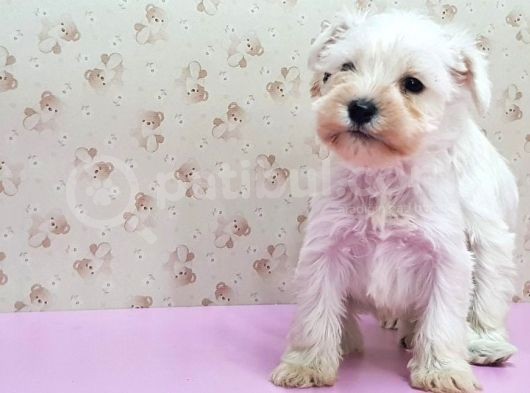 Mükemmel Kali̇tede Mi̇nyatür Schnauzer Yavrular görsel