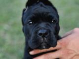 Cane Corso Yavru Köpekler