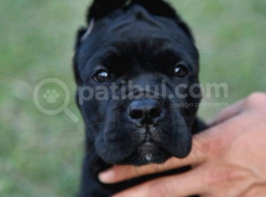 Cane Corso Yavru Köpekler