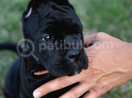 Cane Corso Yavru Köpekler görsel