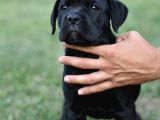 Cane Corso Yavru Köpekler