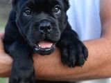 Cane Corso Yavru Köpekler