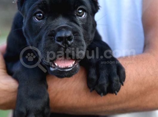Cane Corso Yavru Köpekler görsel