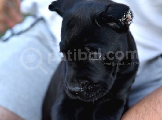 Cane Corso Yavru Köpekler görsel