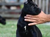 Cane Corso Yavru Köpekler