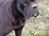 Cane Corso Yavru Köpekler