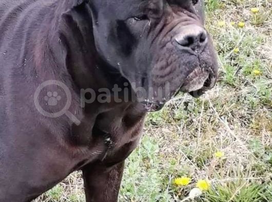 Cane Corso Yavru Köpekler görsel