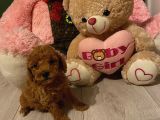 Birbirinden Tatlı Redbrown Toypoodle Bebeklerimiz