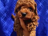 Minnoş Toypoodle Yavrularımız