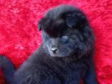 Siyah Chow Chow Yavrular