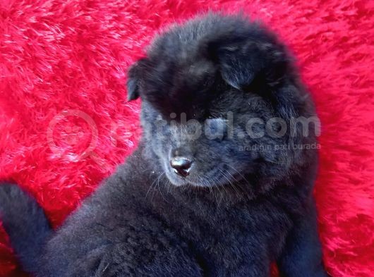 Siyah Chow Chow Yavrular görsel