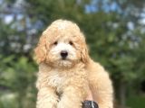 Uygun Party Colour Poodle Bebeği̇mi̇z